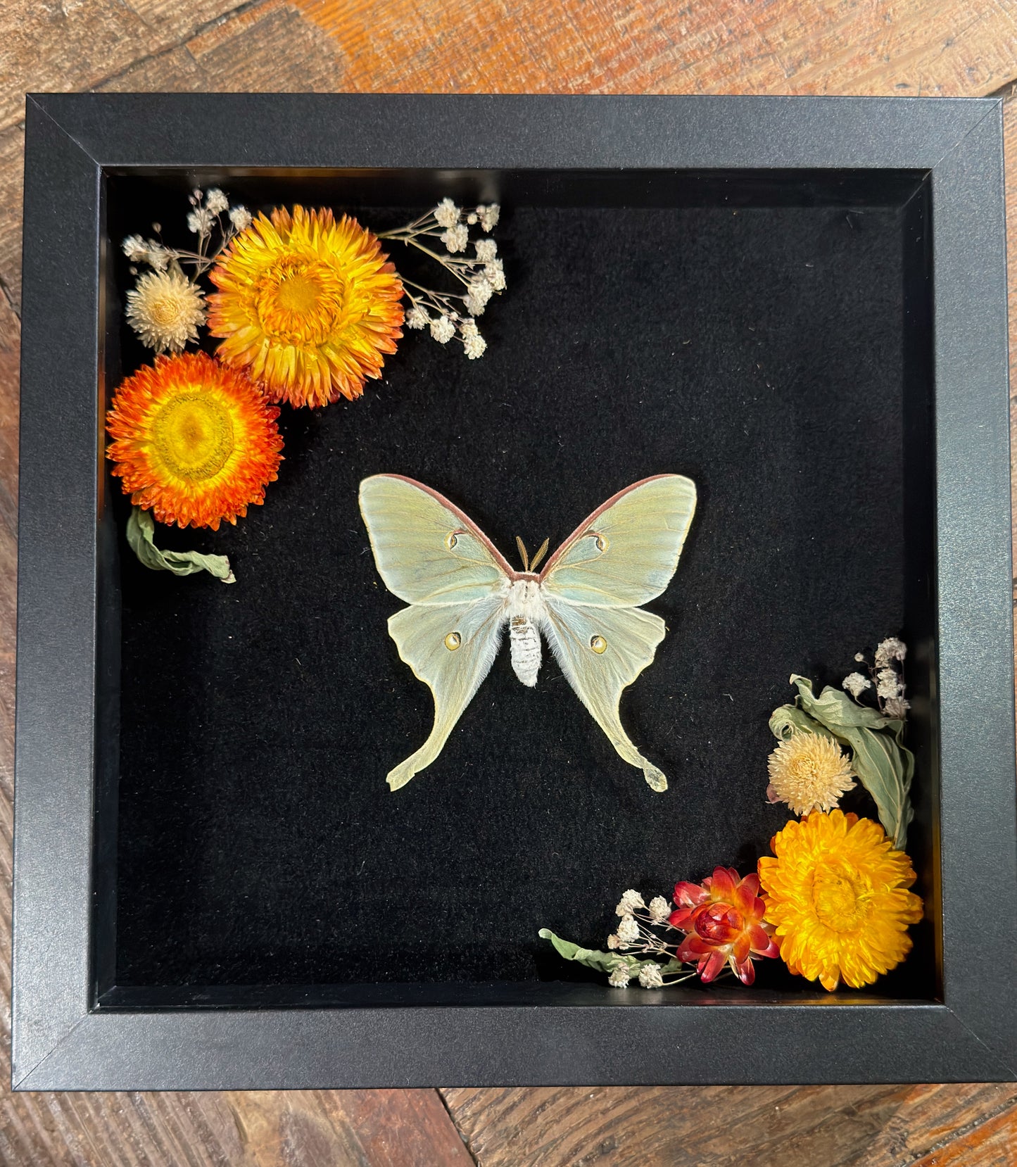 Luna Moth Shadowbox Workshop (Nov 28, 2026)