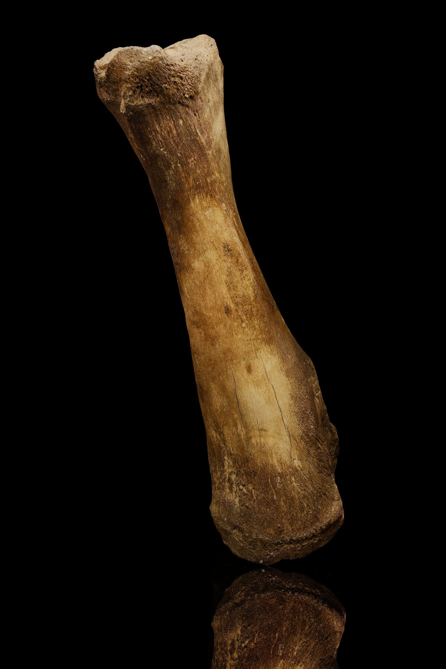 Authentic Woolly Mammoth Tibia