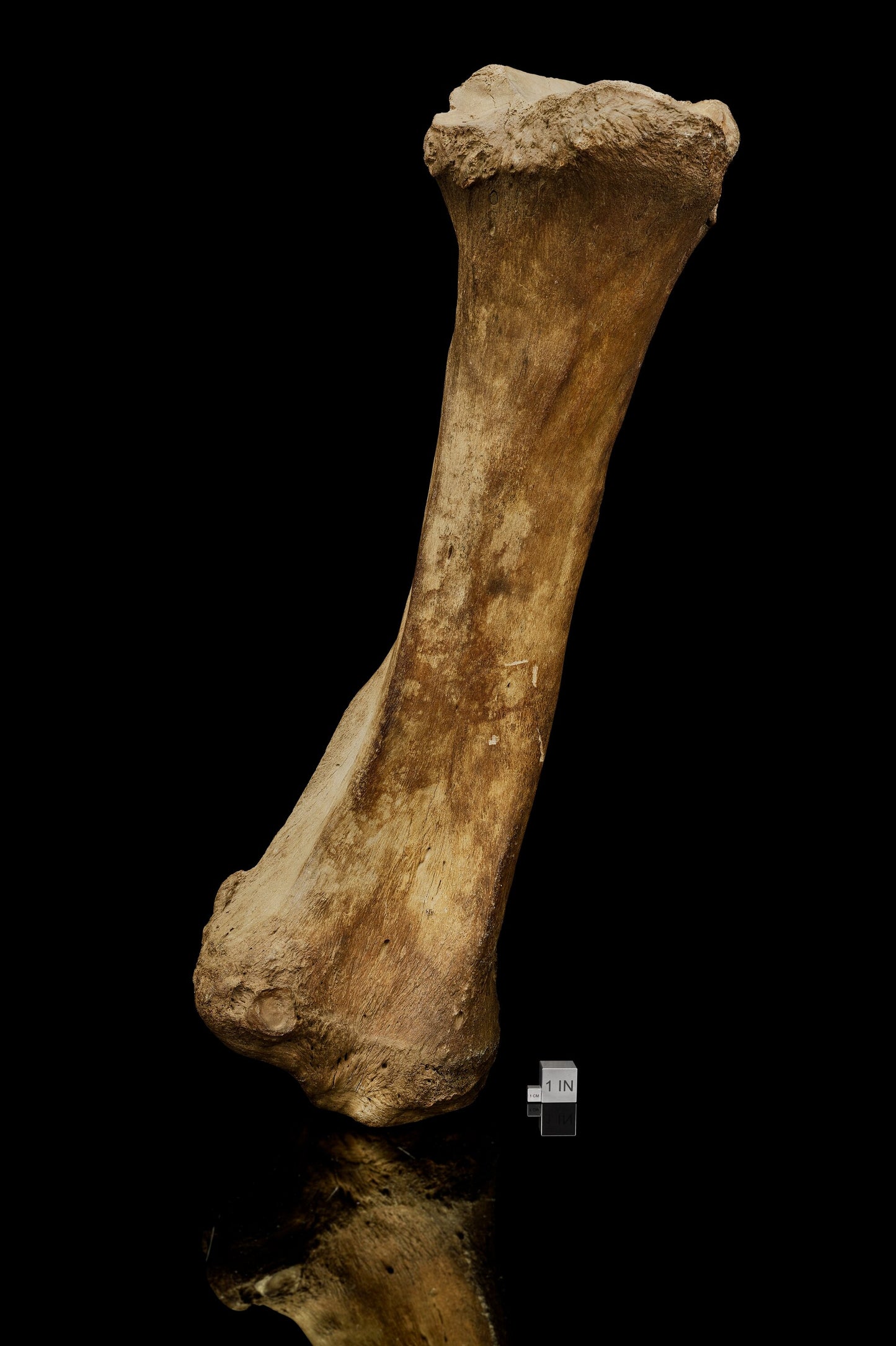 Authentic Woolly Mammoth Tibia