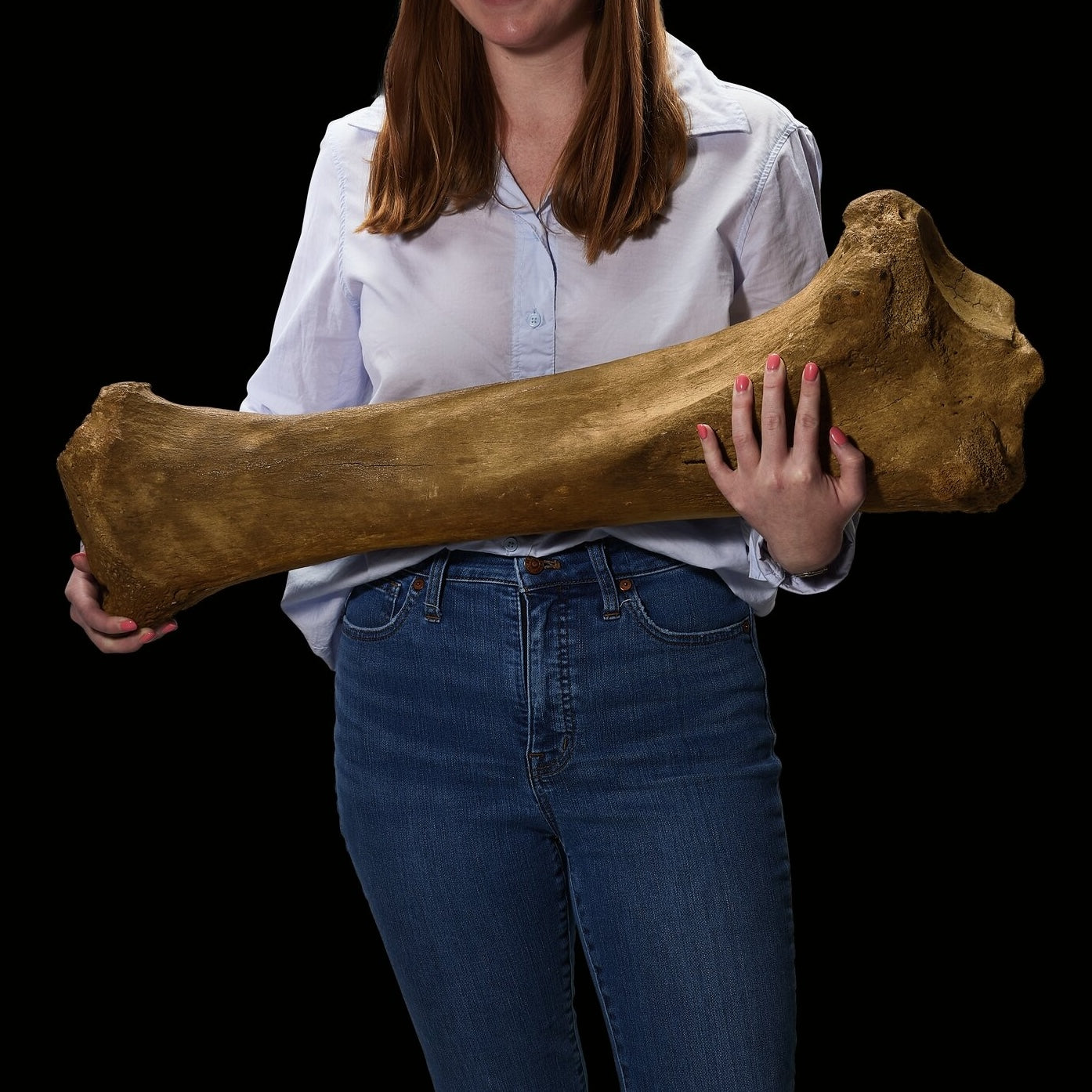 Authentic Woolly Mammoth Tibia