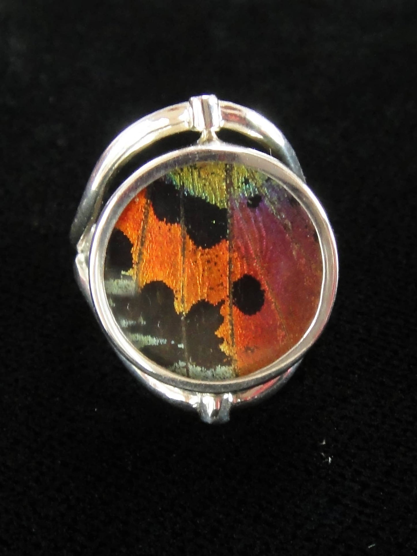 Real Butterfly Wing Ring, Reversible