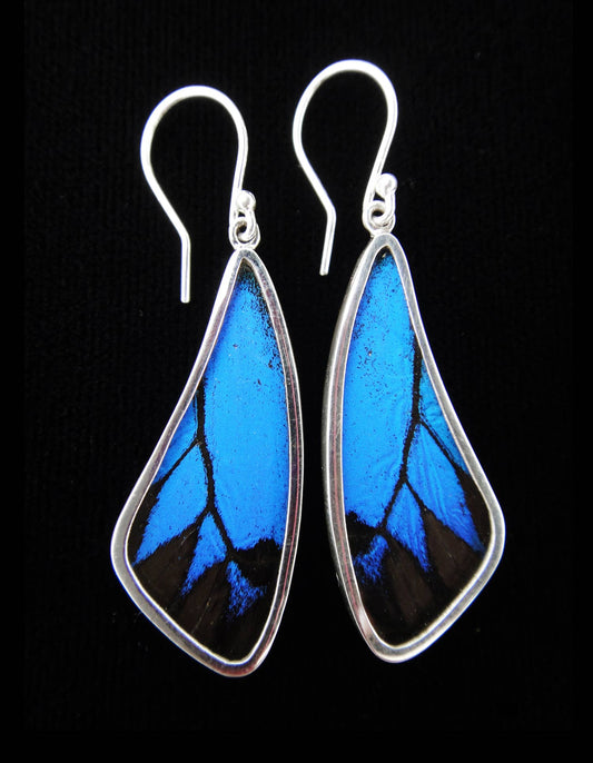 Real Butterfly Earrings - Papilio Ulysses