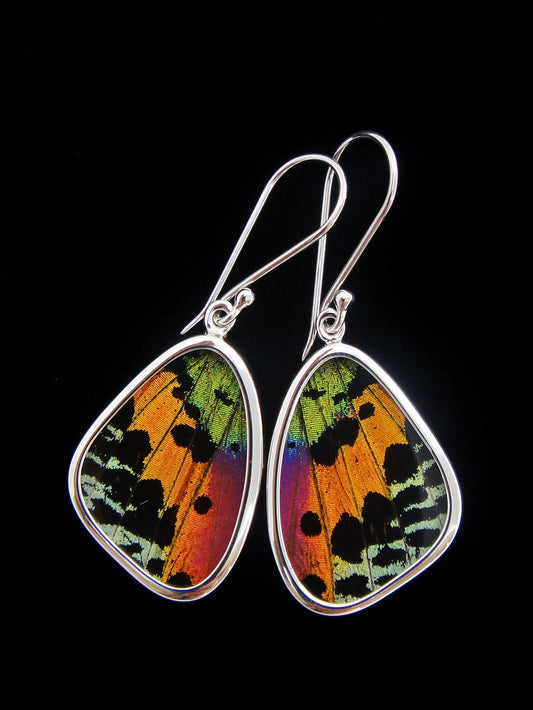Real Butterfly Wing Earrings - Madagascan Sunset Moth, Small