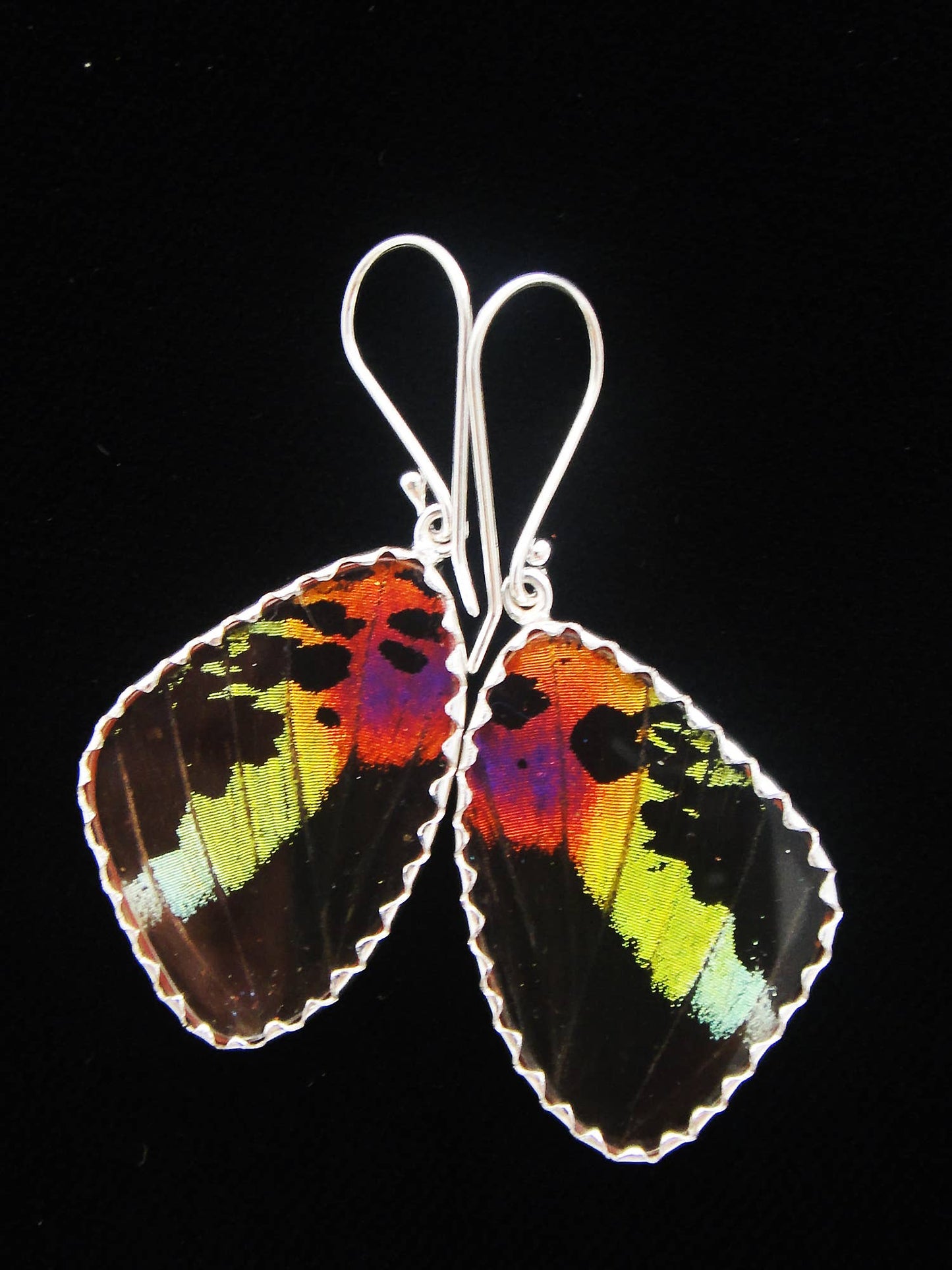 Real Butterfly Wing Earrings - Madagascan Sunset Moth, Medium
