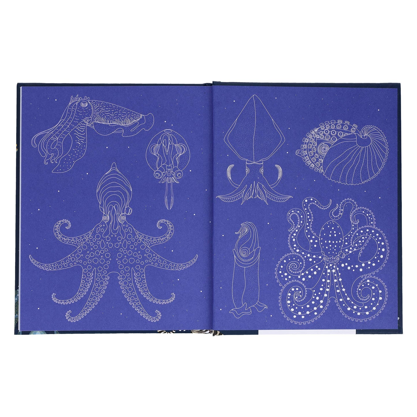 Sea Wonders
