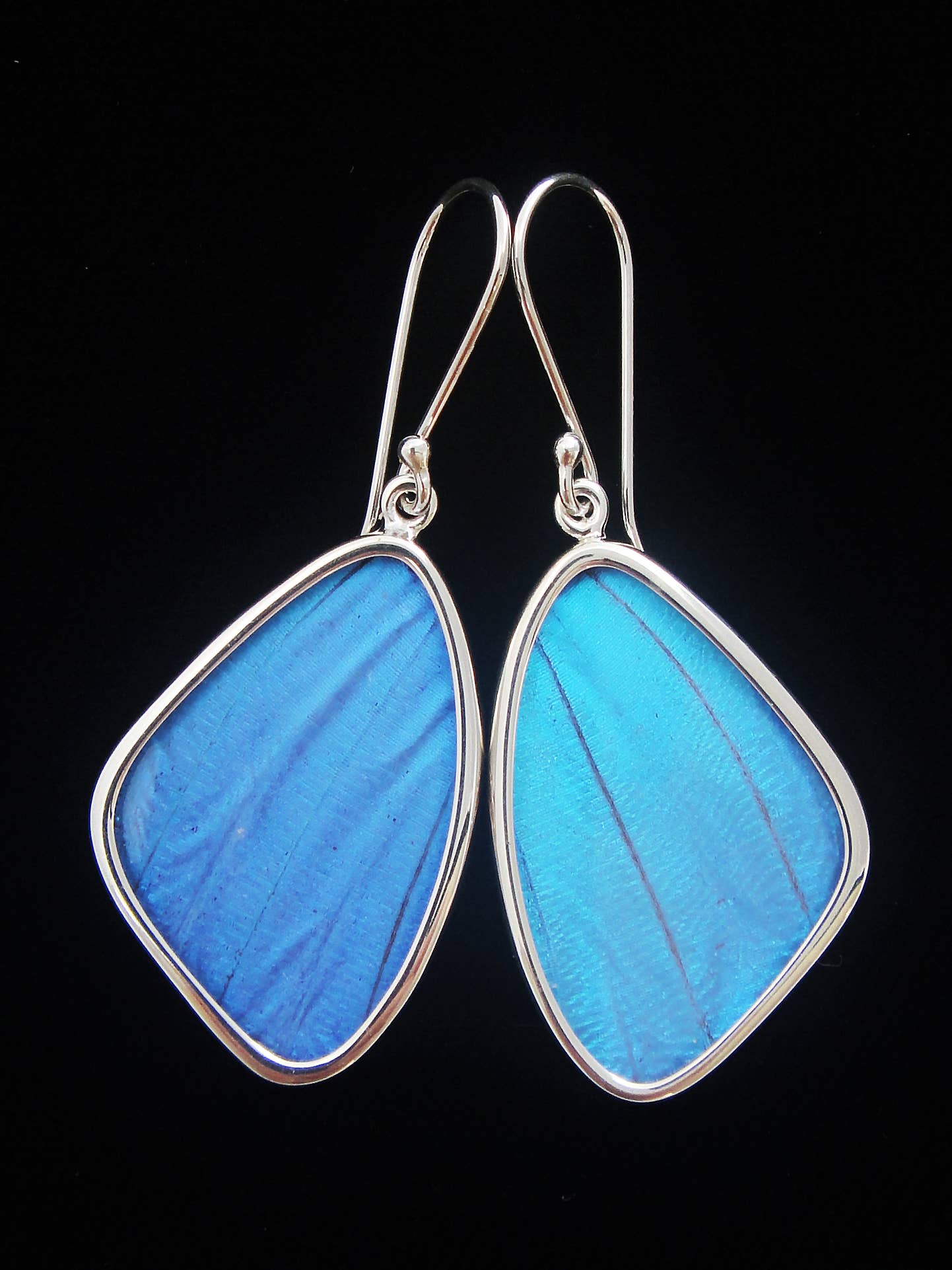 Real Butterfly Wing Earrings: Blue Morpho, Medium