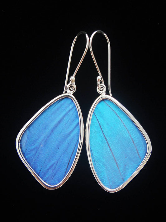 Real Butterfly Wing Earrings: Blue Morpho, Medium