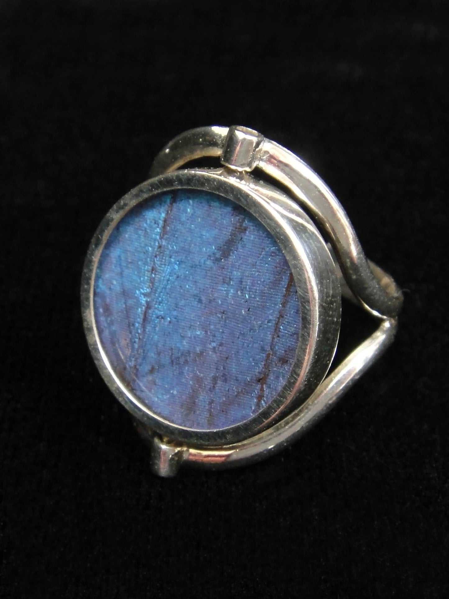 Real Butterfly Wing Ring, Reversible