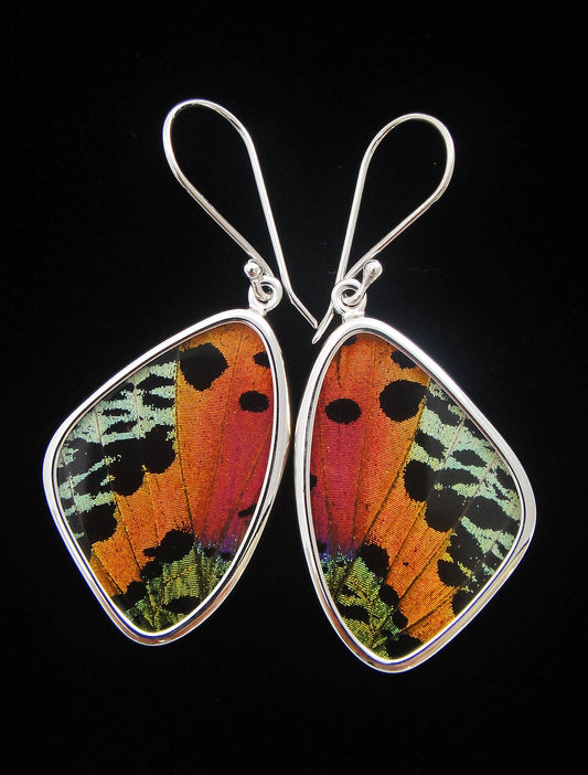 Real Butterfly Wing Earrings - Madagascan Sunset Moth, Medium