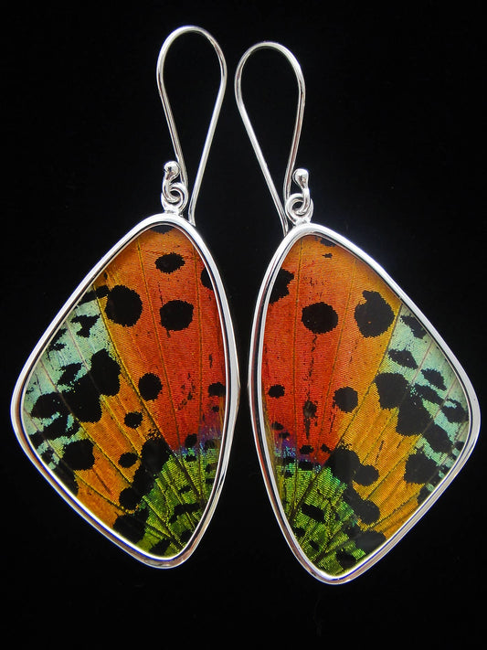 Real Butterfly Wing Earrings: Sunset Moth, Large
