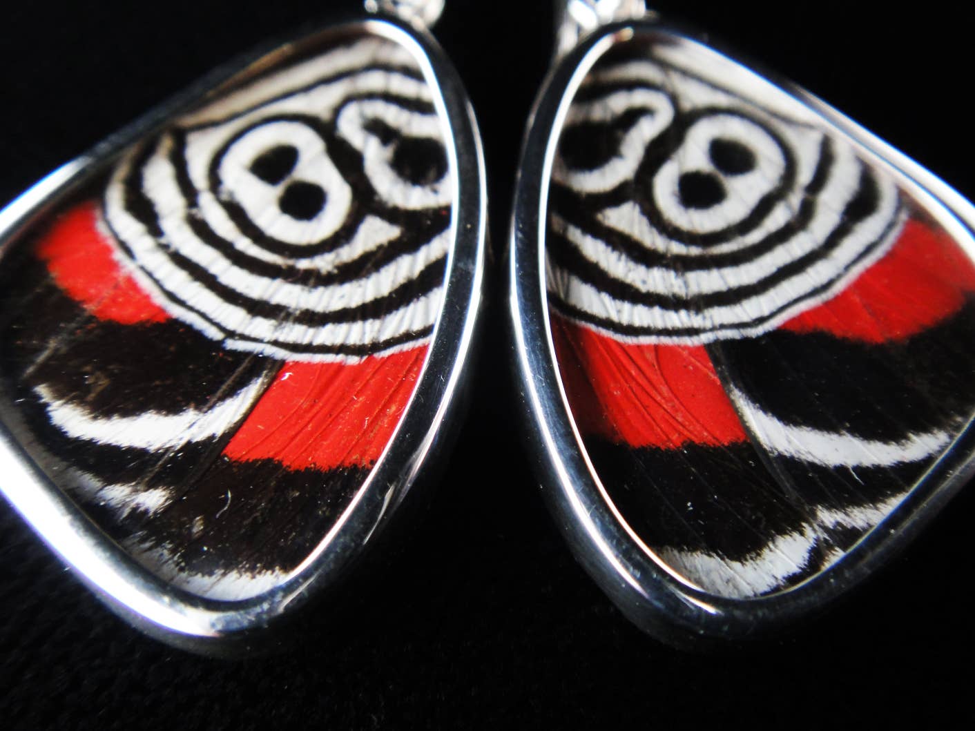 Real Butterfly Wing Earrings: "88" Butterfly