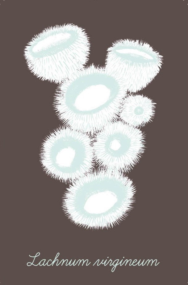 The Mushroom Compendium