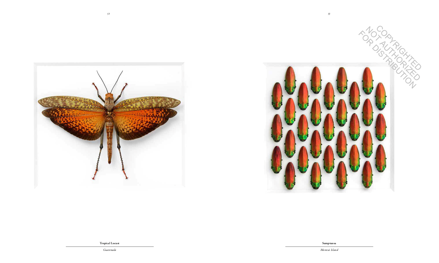 Biophilia: Christopher Marley's Art of Nature
