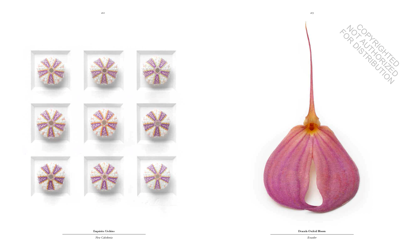 Biophilia: Christopher Marley's Art of Nature