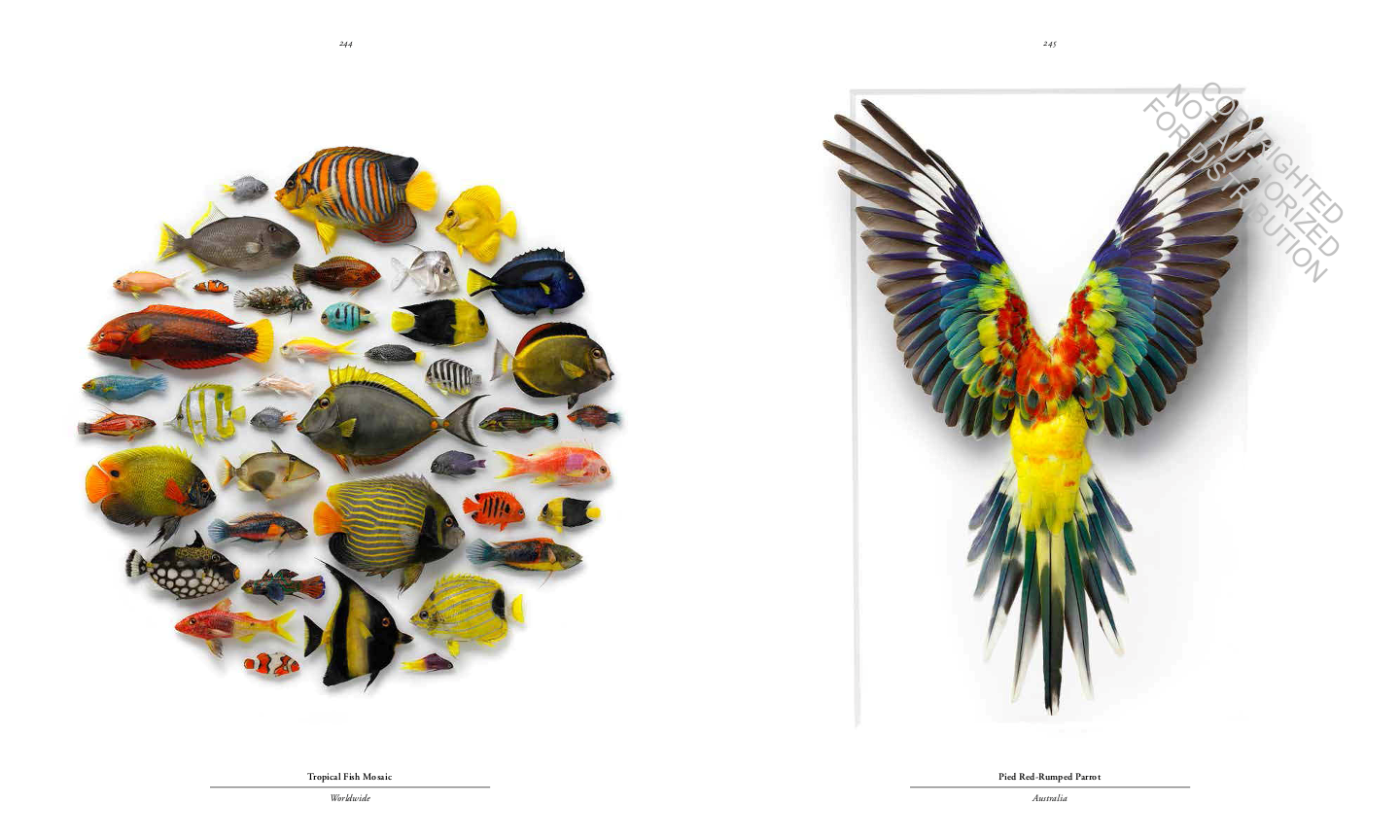 Biophilia: Christopher Marley's Art of Nature