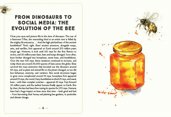 Little Book of Bees: An Illustrated Guide