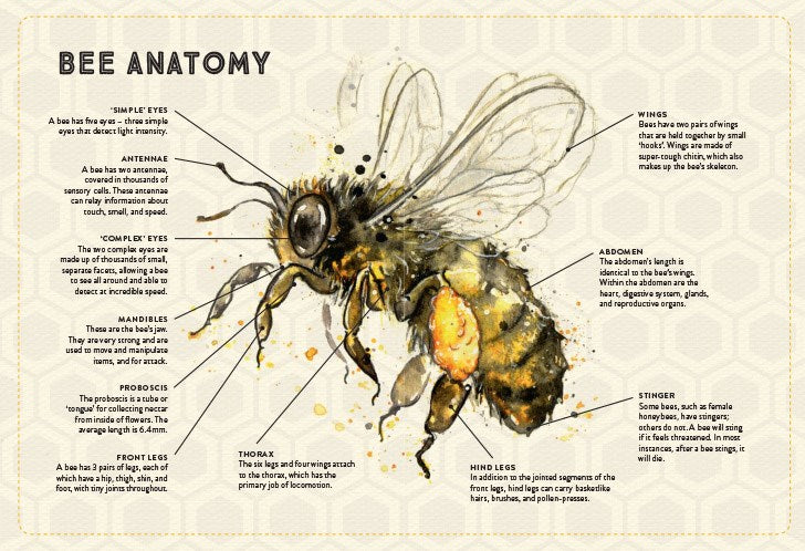 Little Book of Bees: An Illustrated Guide