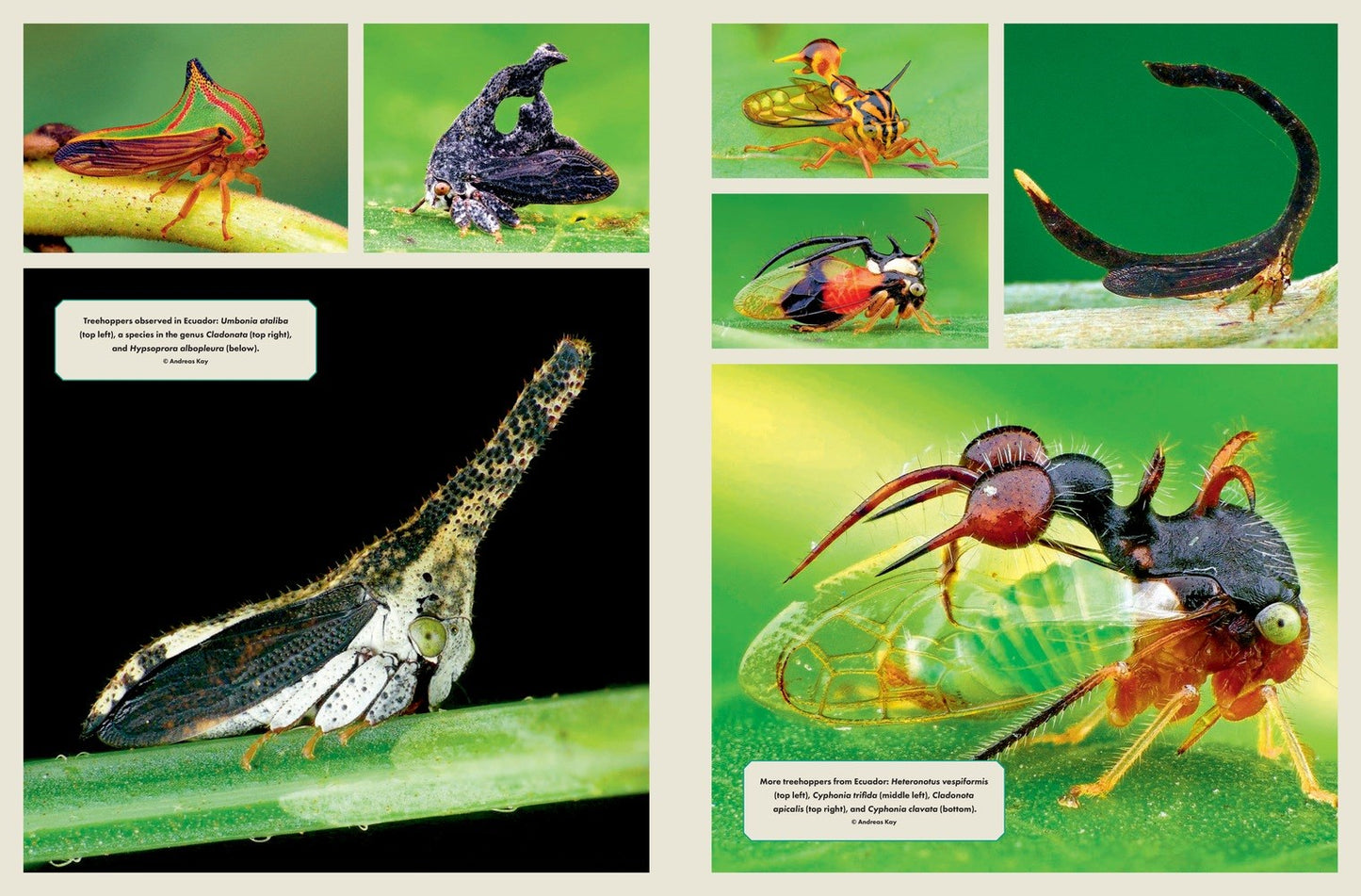 The Wonder Cabinet of Fabulous Insects: Secrets of the