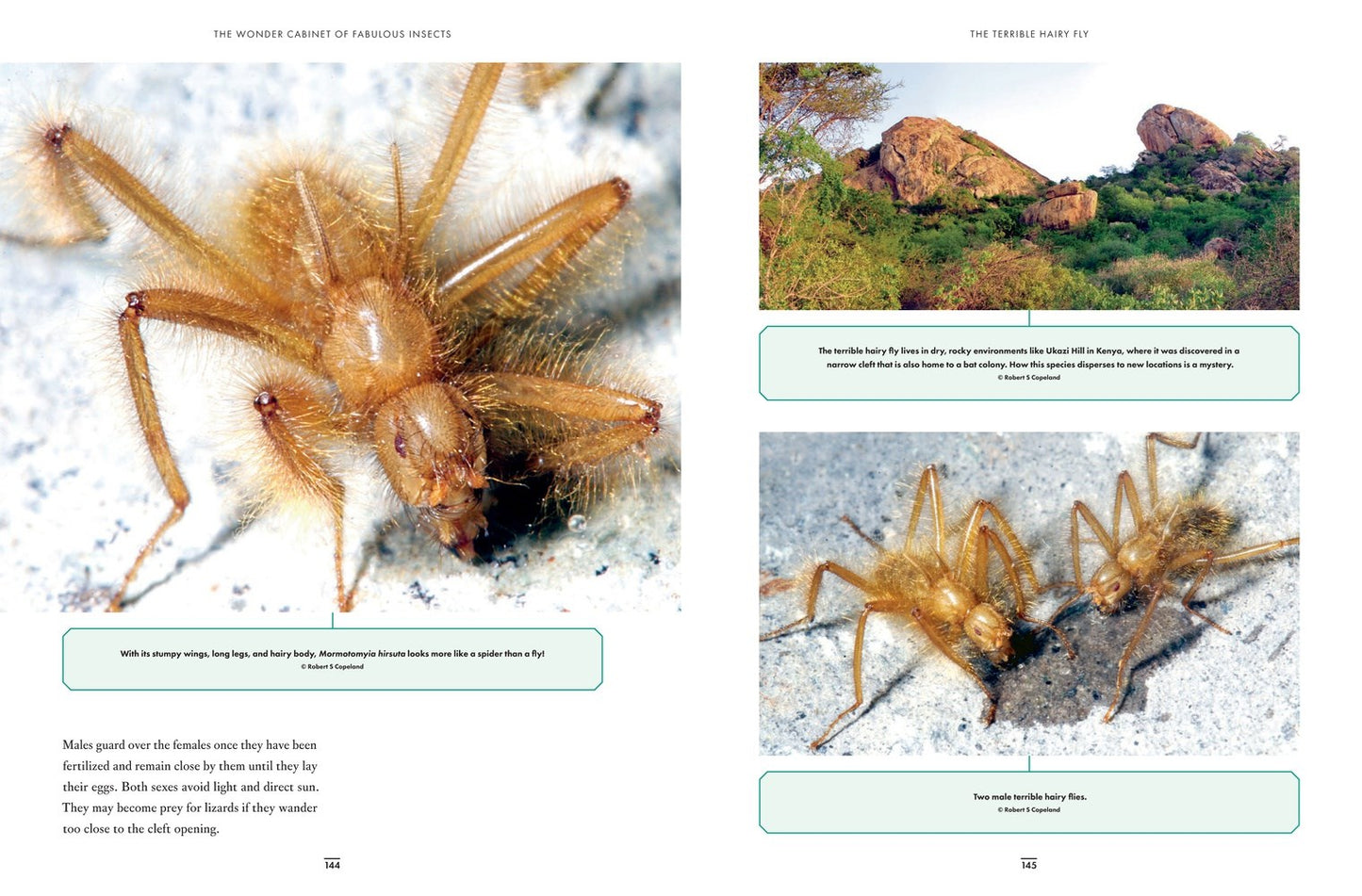 The Wonder Cabinet of Fabulous Insects: Secrets of the
