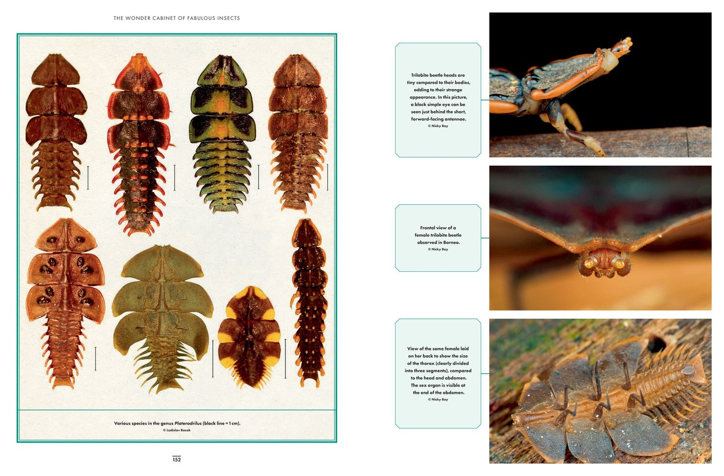 The Wonder Cabinet of Fabulous Insects: Secrets of the