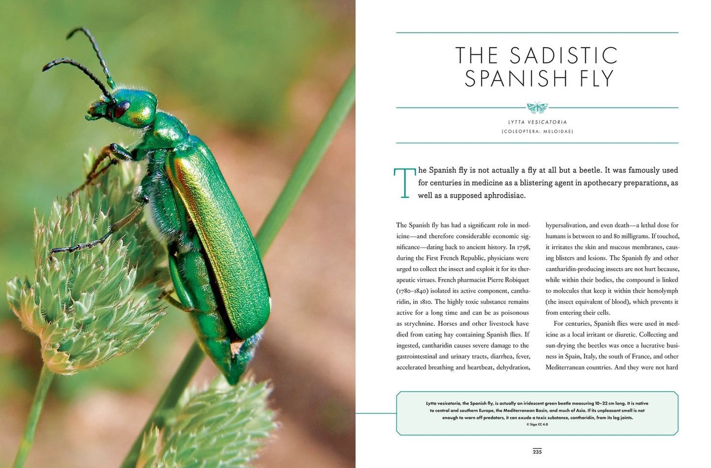 The Wonder Cabinet of Fabulous Insects: Secrets of the