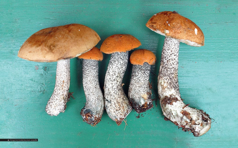 Ultimate Guide to Mushrooms