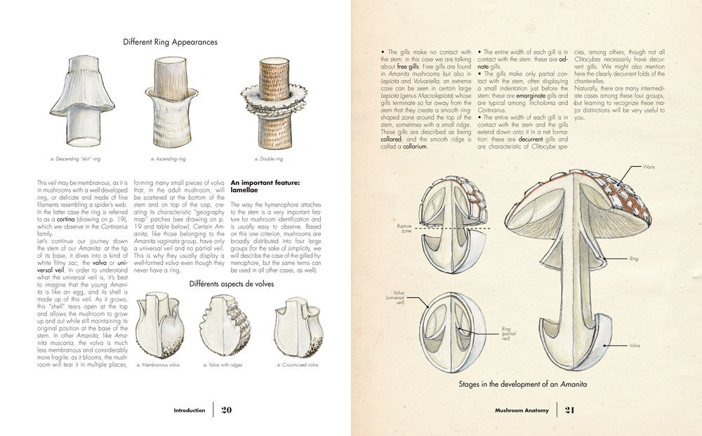 Ultimate Guide to Mushrooms