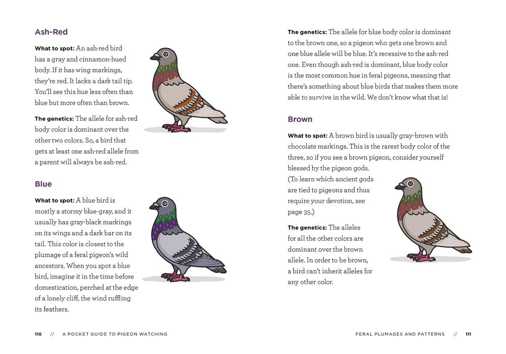 A Pocket Guide to Pigeon Watching