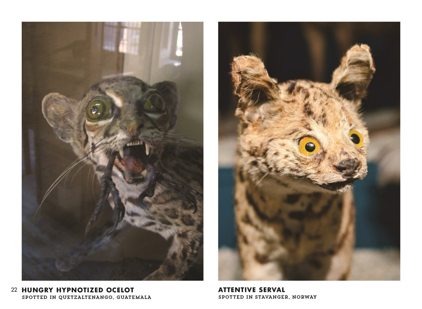 Crap Taxidermy