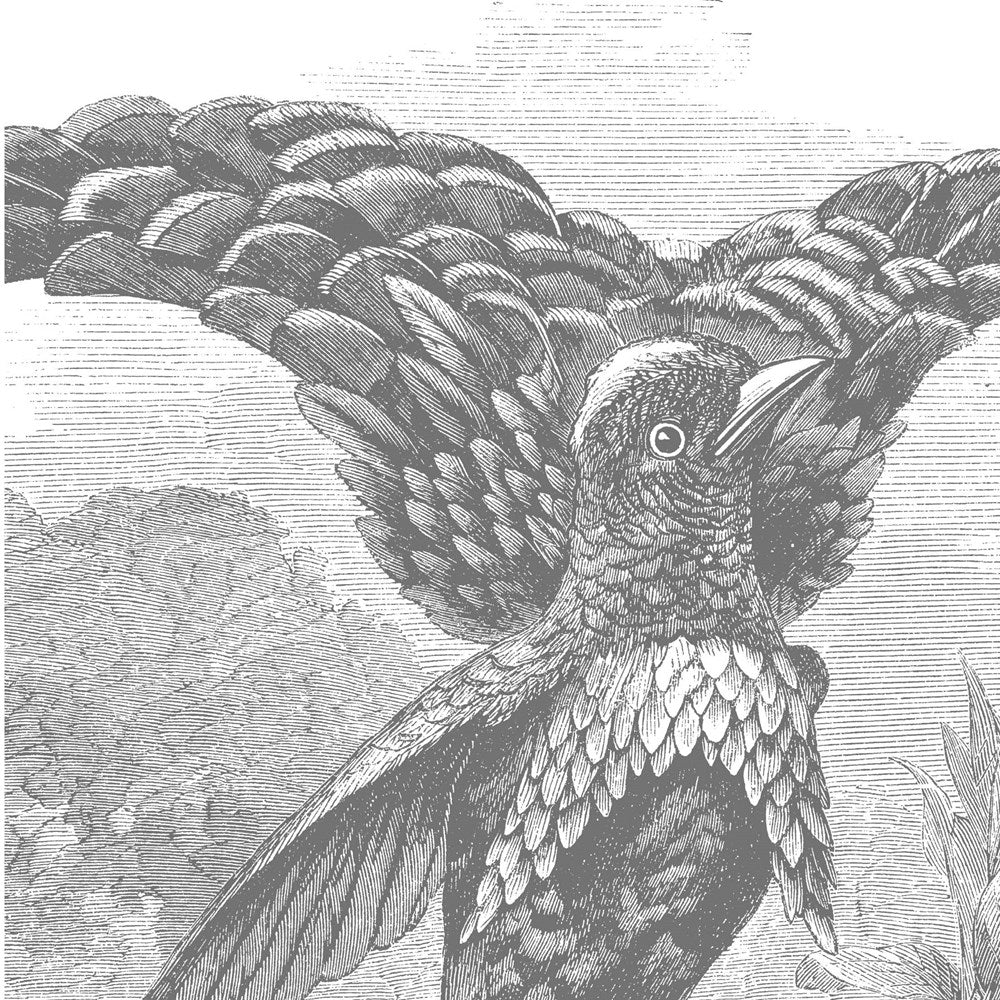 Meaning of Birds by Simon Barnes