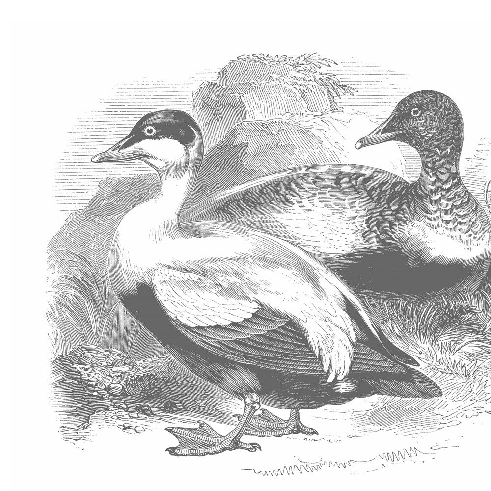 Meaning of Birds by Simon Barnes