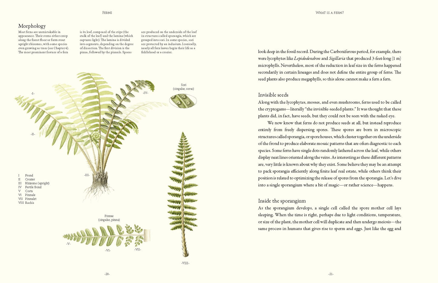 Ferns
