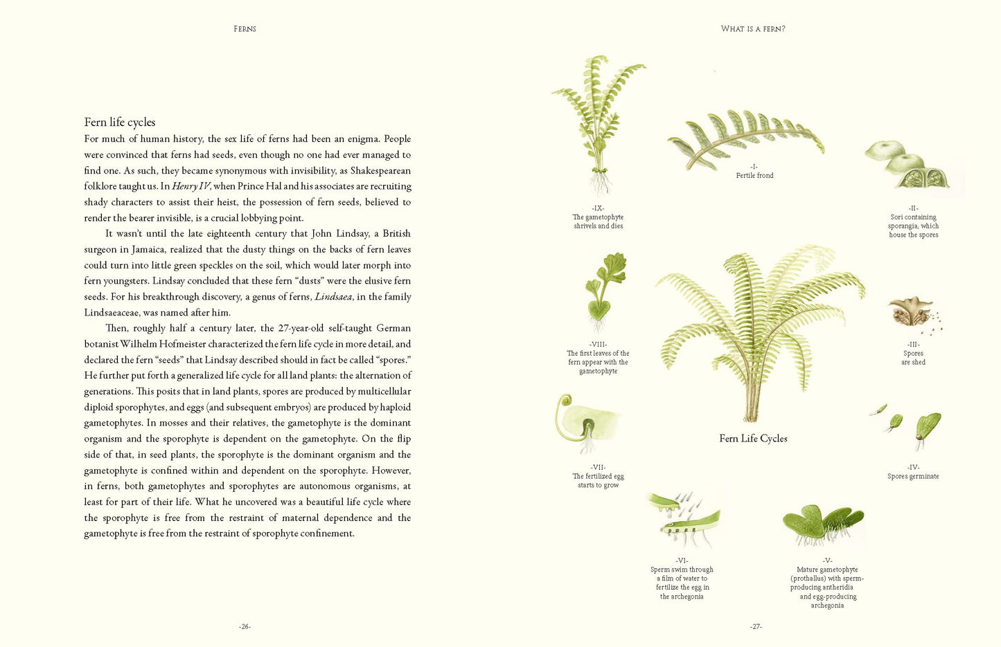 Ferns