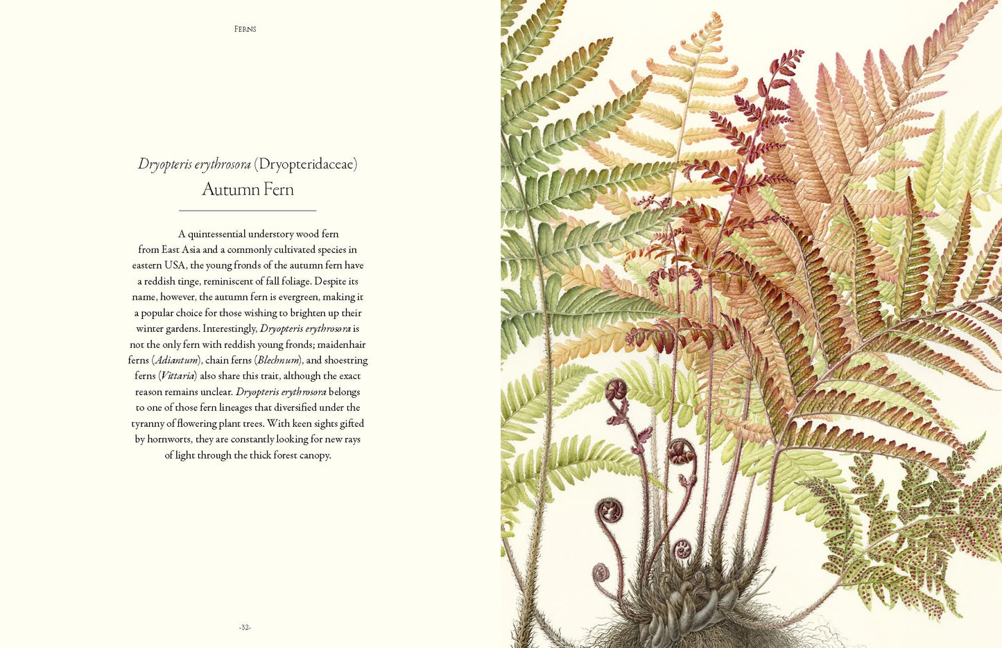 Ferns
