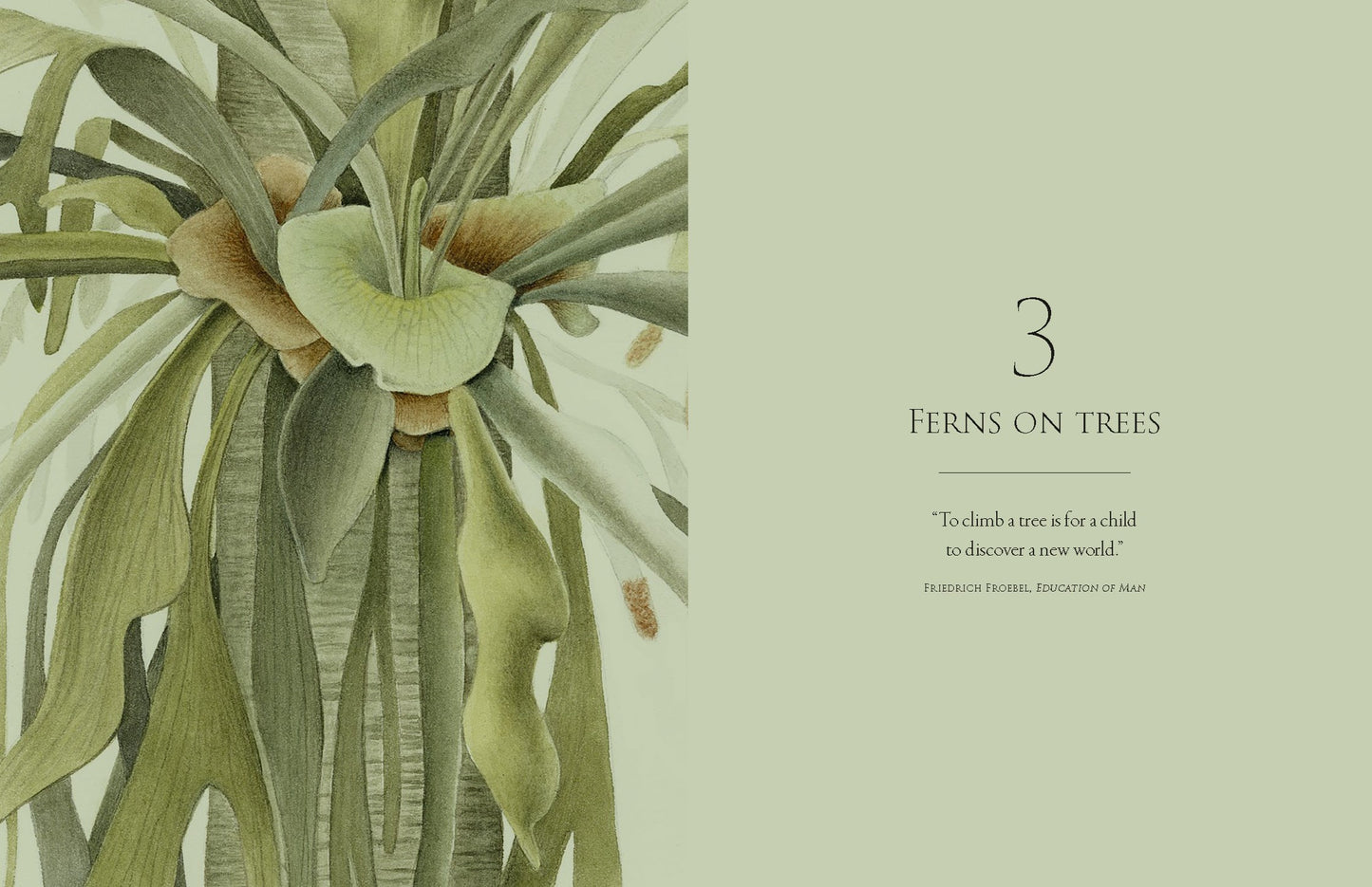 Ferns