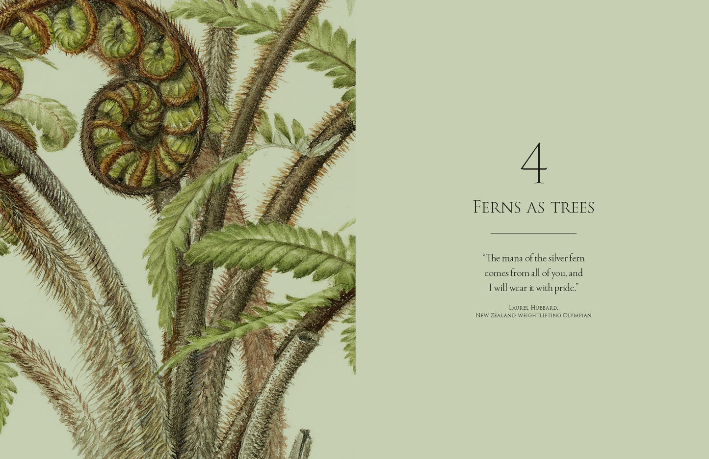 Ferns