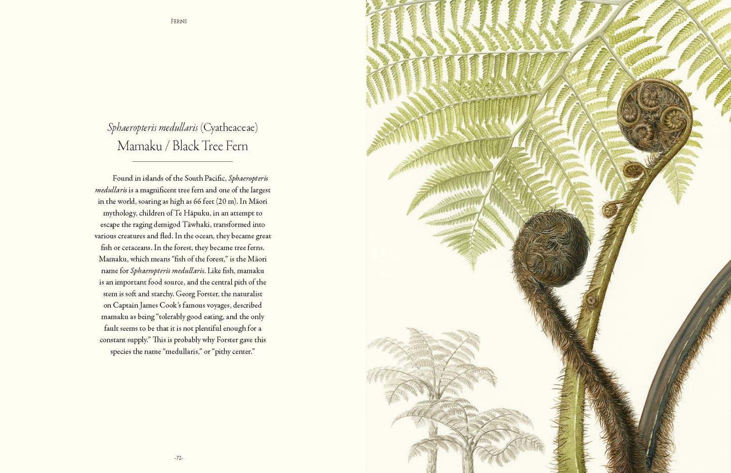 Ferns