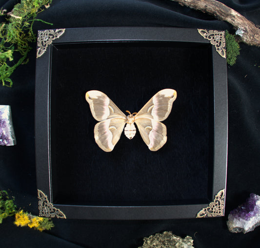 Silk Moth in Frame, 8"