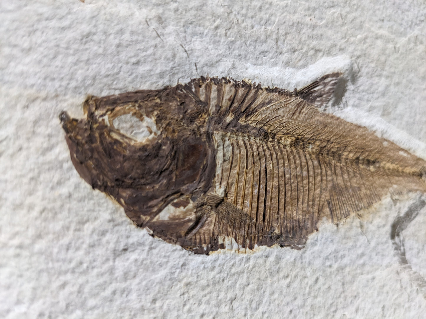 Fossilized Fish (Diplomystus dentatus)