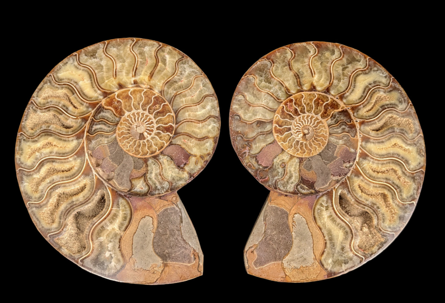 Pair of ammonite halves, extra-large