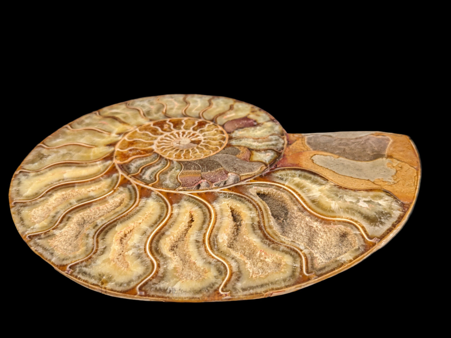 Pair of ammonite halves, extra-large