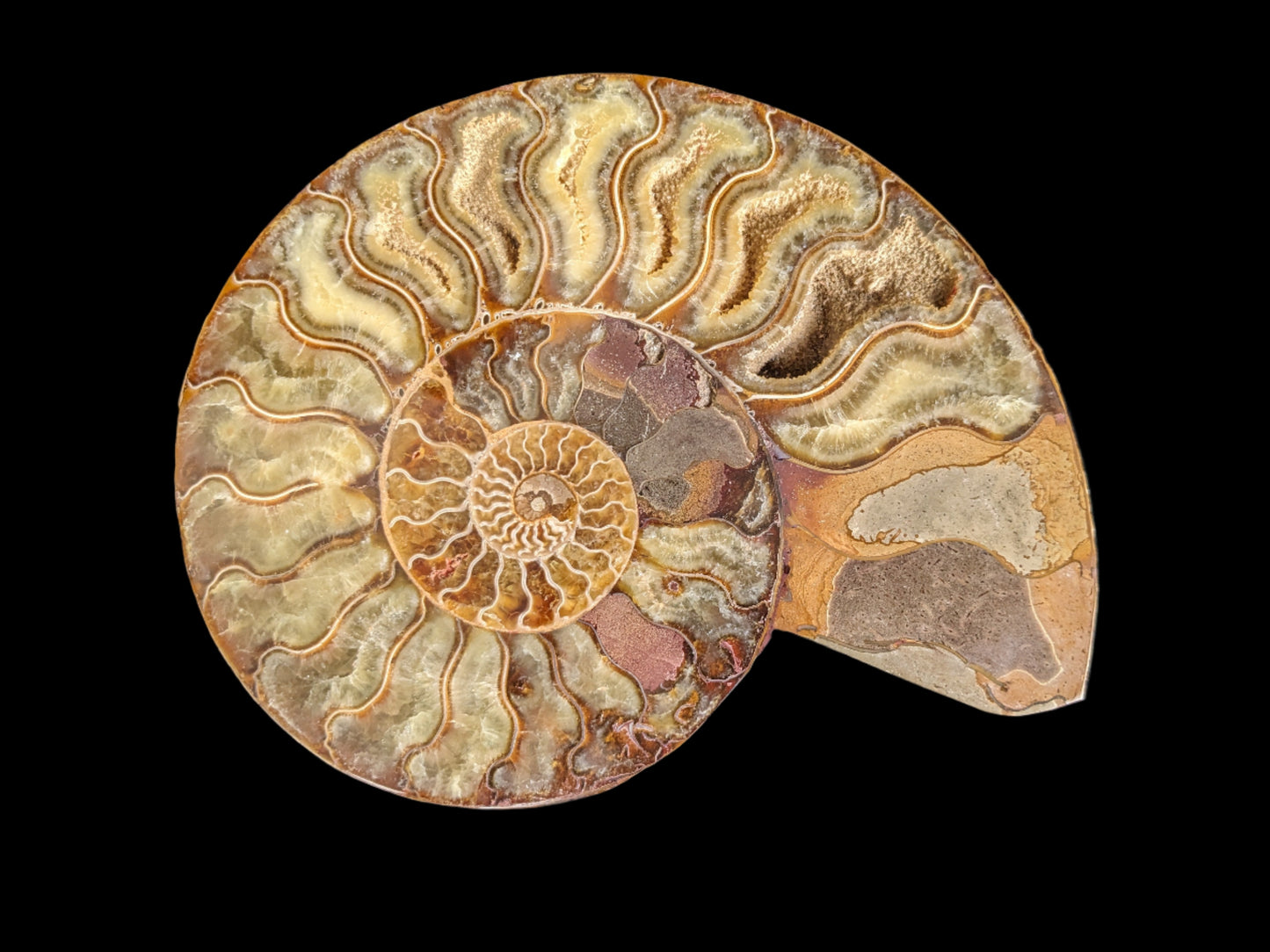 Pair of ammonite halves, extra-large