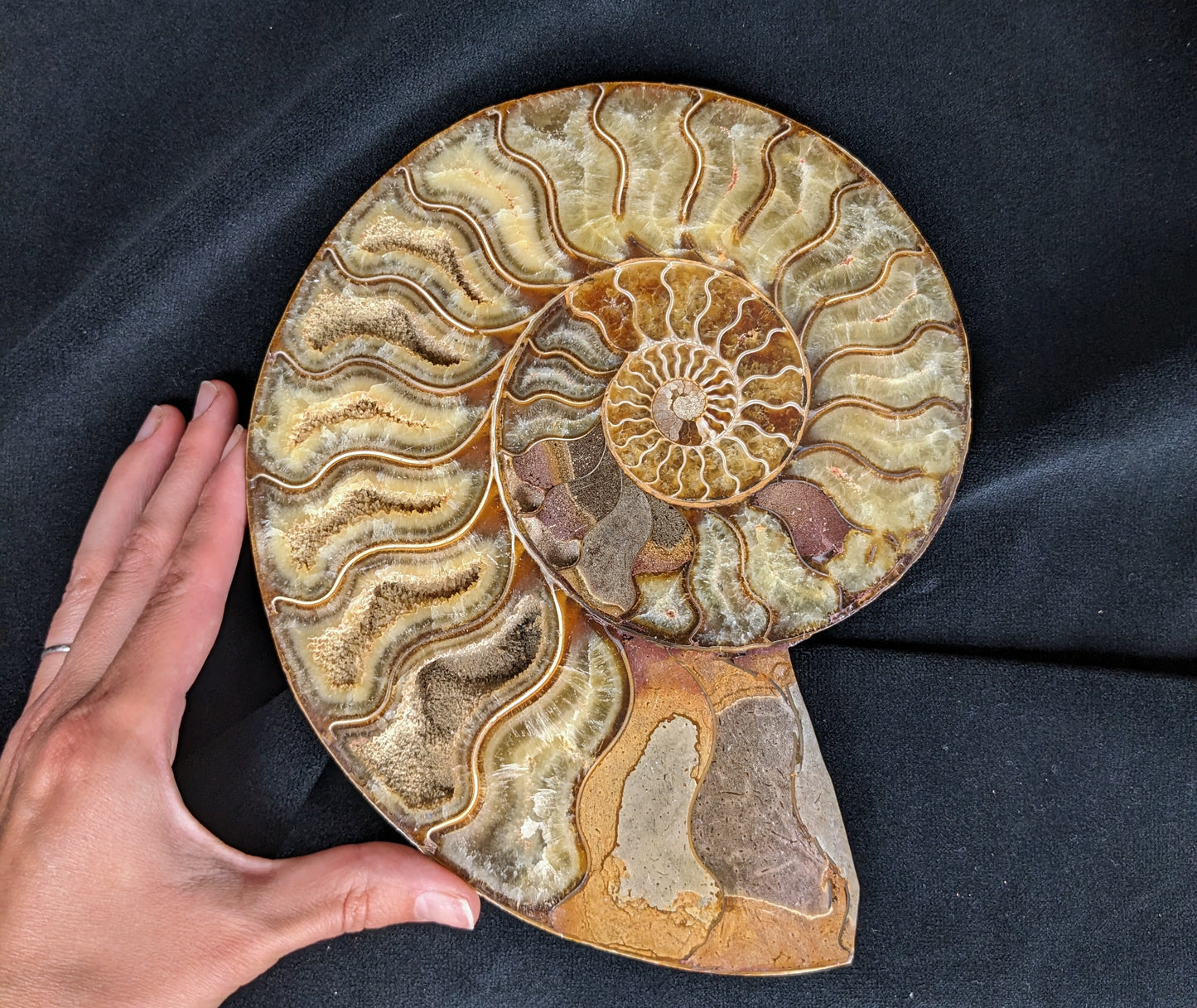 Pair of ammonite halves, extra-large