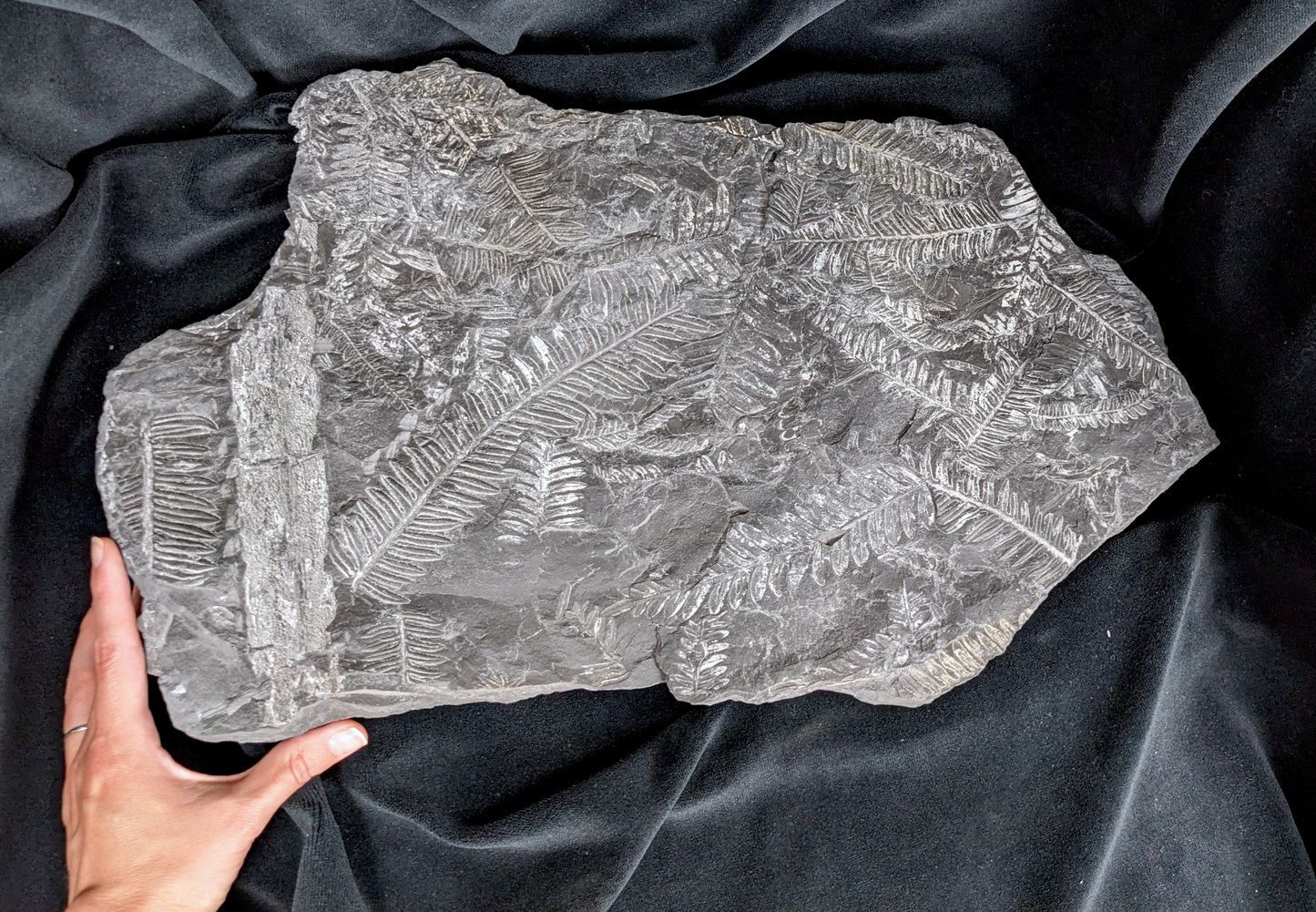 Fossilized Fern Fossil Plate