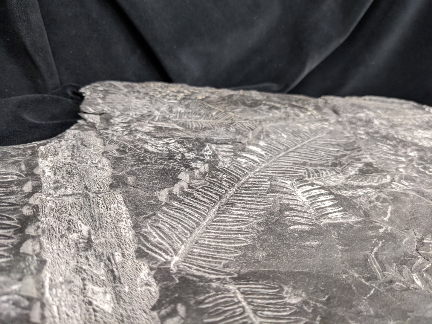 Fossilized Fern Fossil Plate