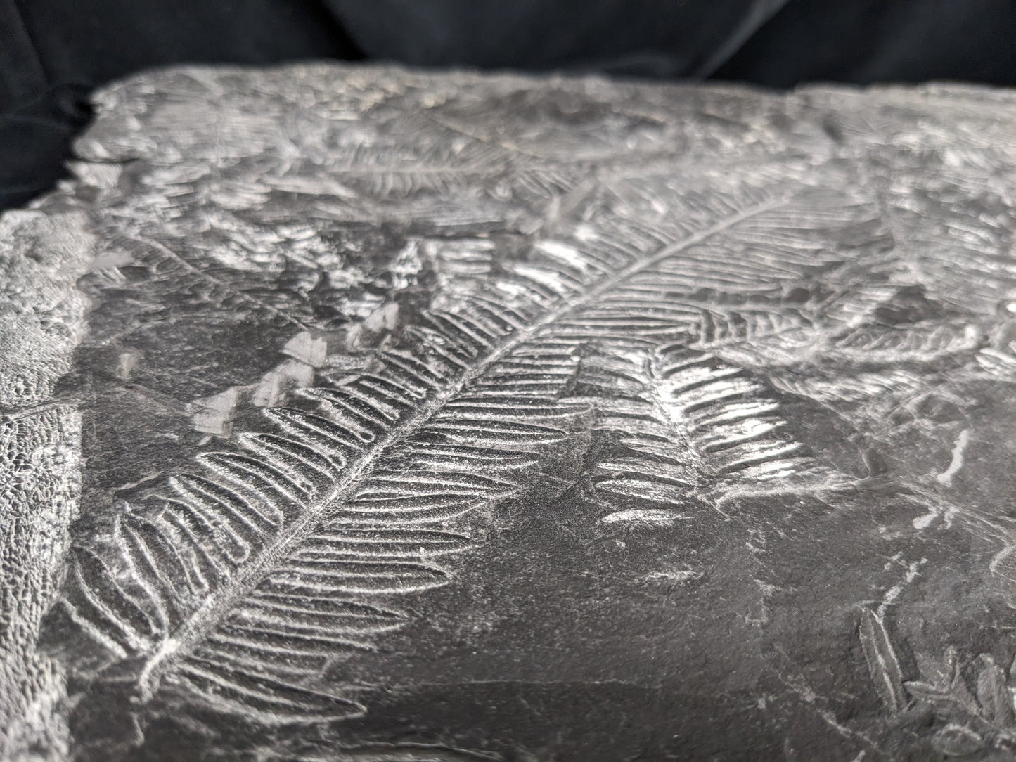 Fossilized Fern Fossil Plate