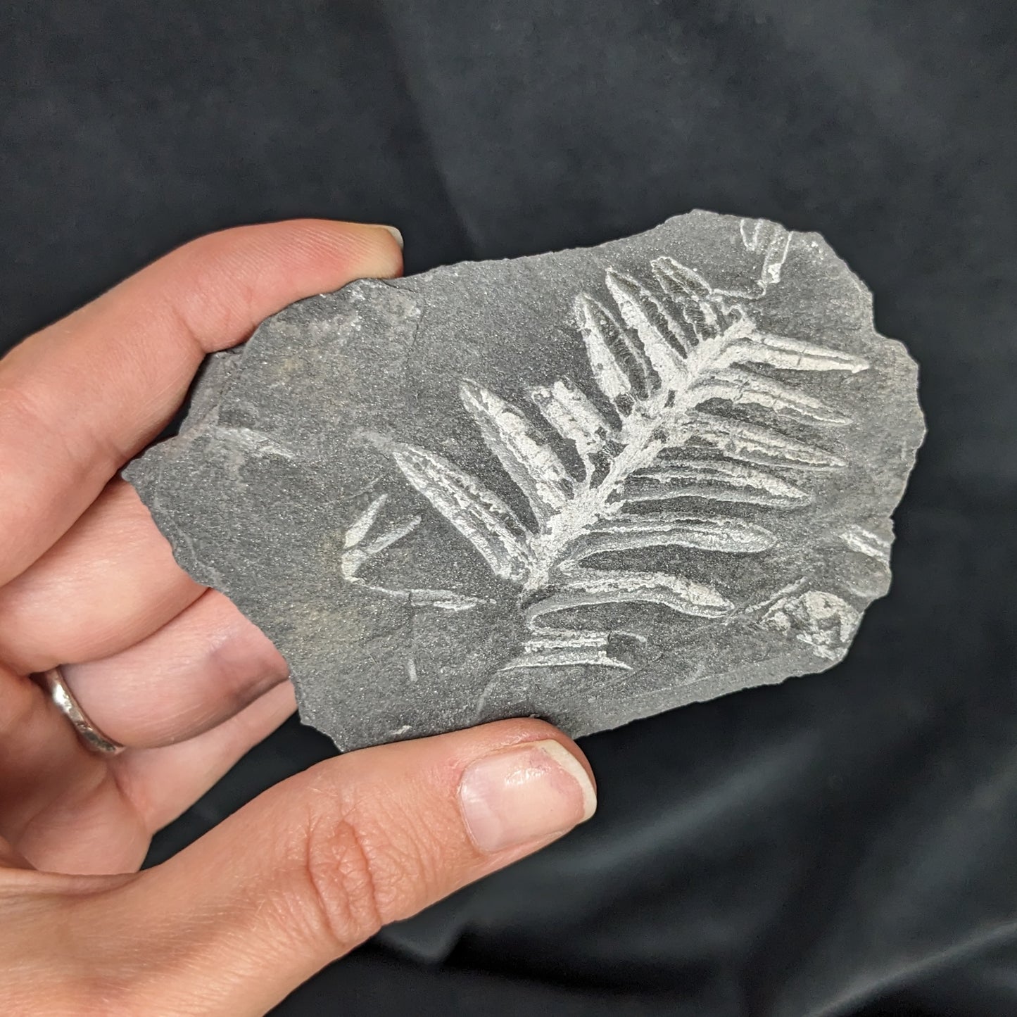 Fossilized Fern Plate Fragment (small)