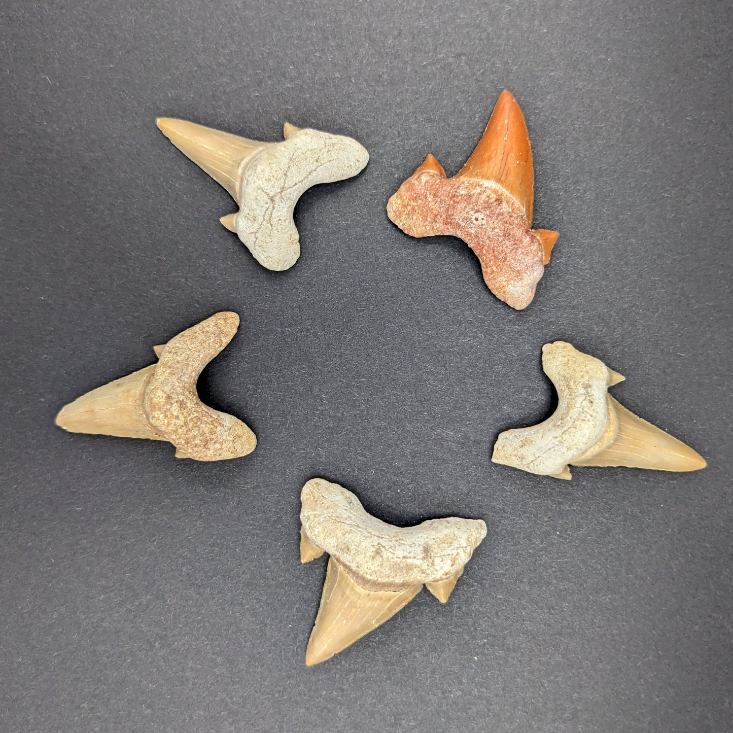 Fossil Otodus Shark Tooth, 1"