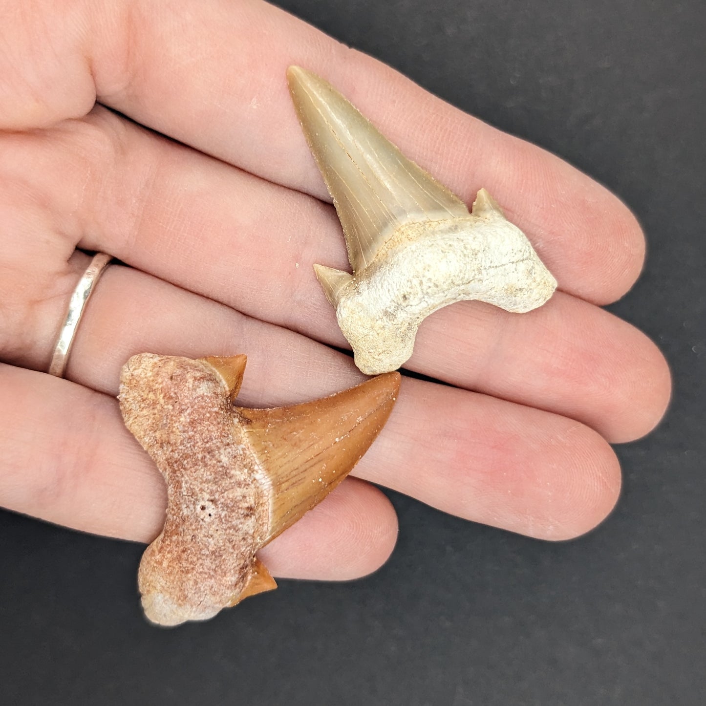 Fossil Otodus Shark Tooth, 1"