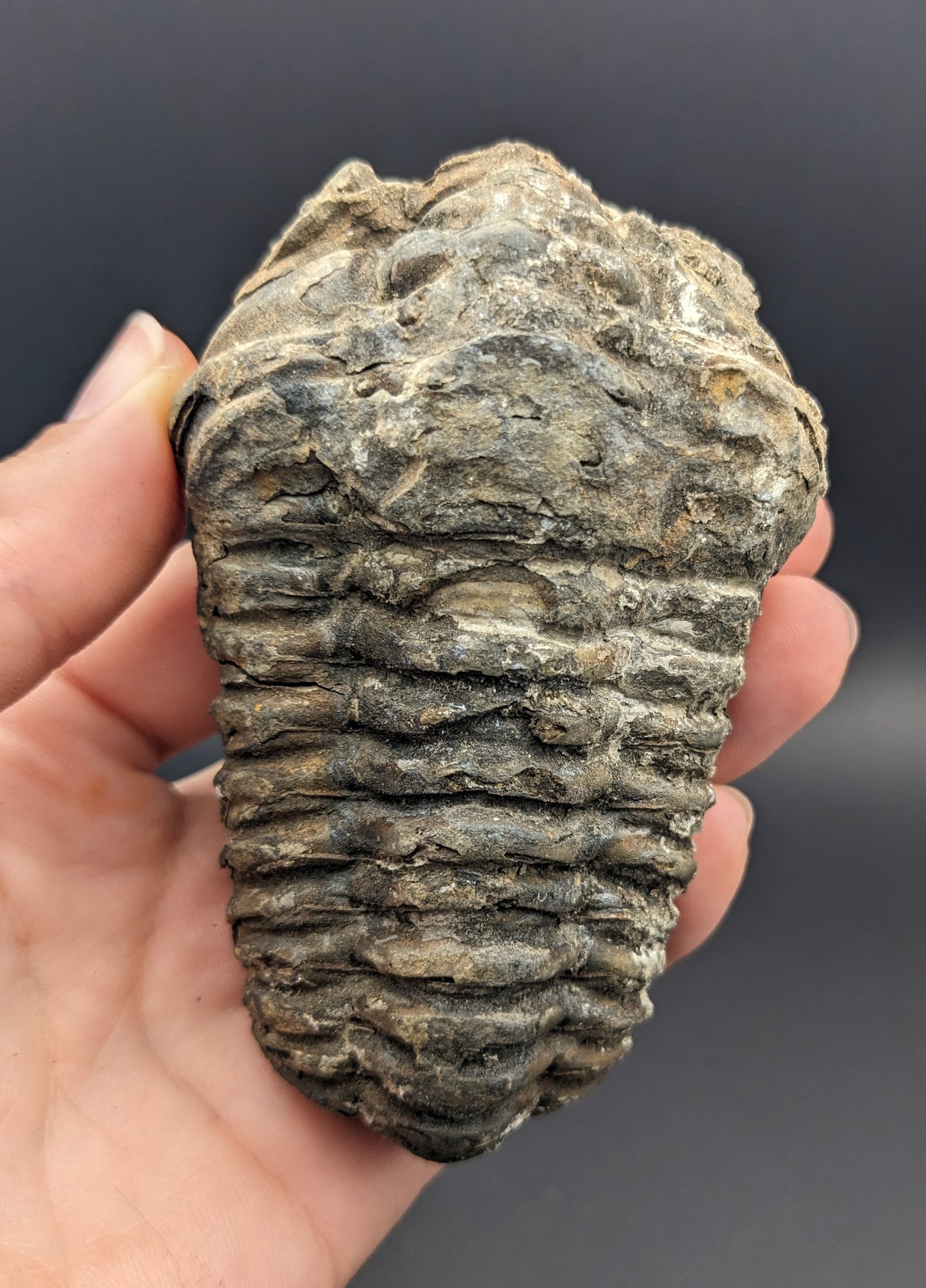 Flexicalymene Trilobite, 3.5-4.5", Premium Grade